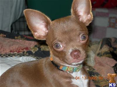 Chihuahua Puppies in FL